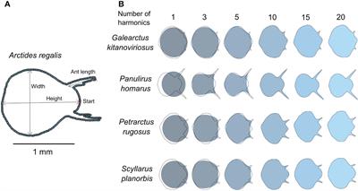 Diversification of cephalic shield shape and antenna in phyllosoma I of slipper and spiny lobsters (Decapoda: Achelata)